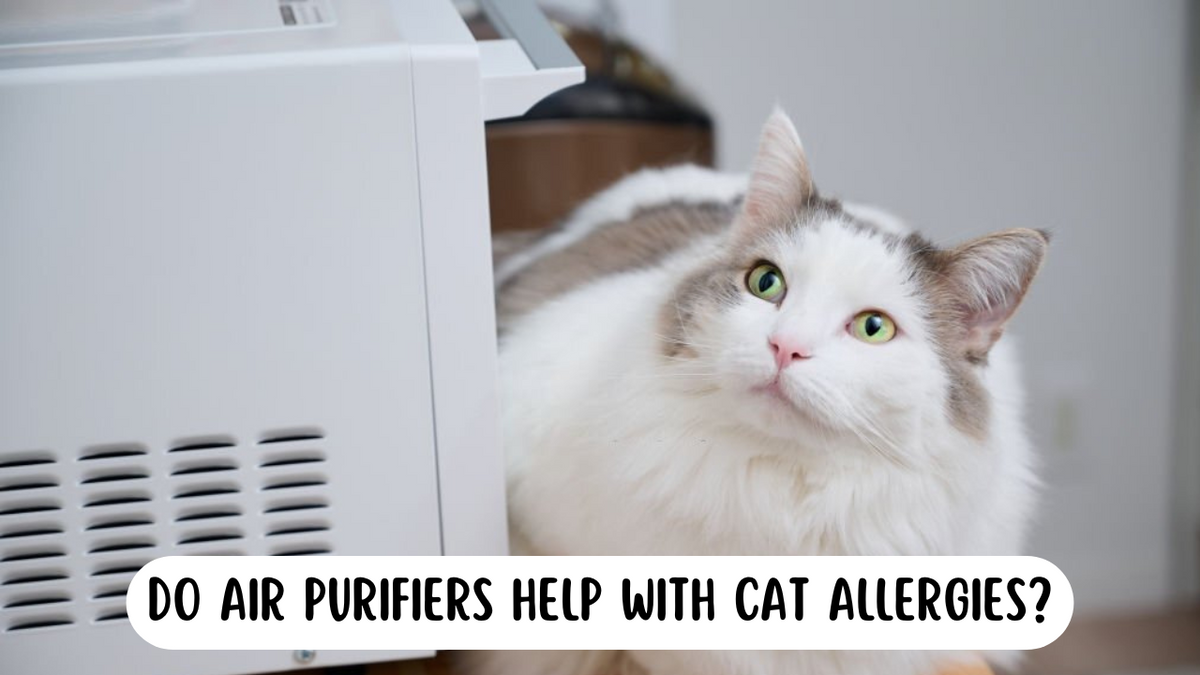 do-air-purifiers-help-with-cat-allergies-guide-tips-wellness